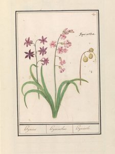 Hyazinthe (Hyacinthus orientalis) von Anselmus Boëtius de Boodt