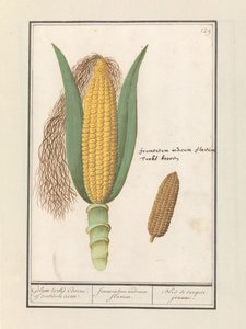 Mais (Zea mays) von Anselmus Boëtius de Boodt