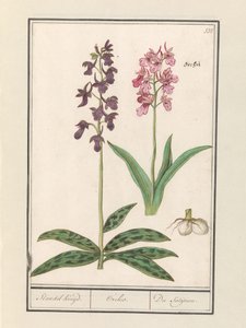Orchidee (Orchidaceae) Standel Kruijd. / Orchis. / Du Satijrion. von Anselmus Boëtius de Boodt
