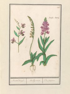Orchidee (Orchidaceae) Standel Kruijd. / Orchys variae. / Du Satijrion. (Titel auf dem Objekt) von Anselmus Boëtius de Boodt