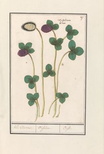Roter Klee (Trifolium pratense)