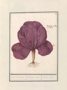Rotkohl (Brassica oleracea convar. capitata var. rubra) von Anselmus Boëtius de Boodt