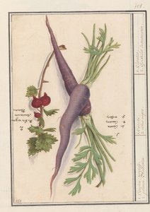Wurzel (Daucus carota) und rote Beere (Ribes rubrum) von Anselmus Boëtius de Boodt
