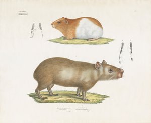 Meerschweinchen und Capybara mit Zahnillustrationen