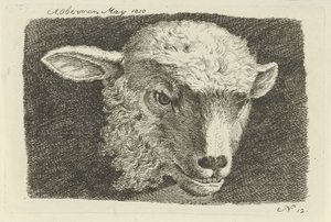 Kopf eines Lamms von Anthony Oberman