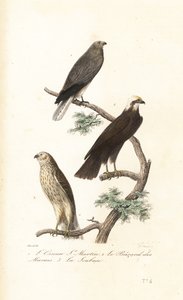 Wiesenweihe, Eurasische Rohrweihe und Wiesenweihe
