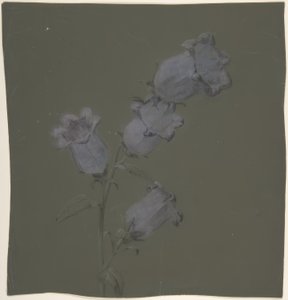 Spray von Canterbury Bells von Antoine Berjon