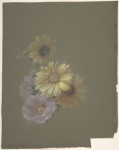 Gelbe Gänseblümchen und Rosa Wildrose