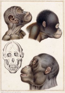 Schädel eines Pongo von Antoine Charles Vauthier