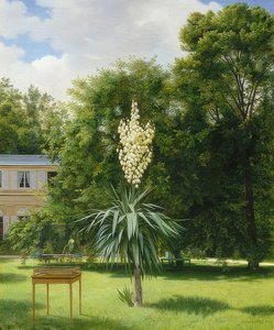 Eine Yucca-Palme im Park von Neuilly