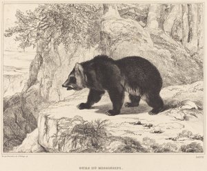 Mississippi-Bär