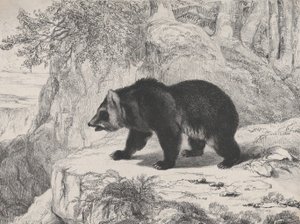 Mississippi-Bär, 1836