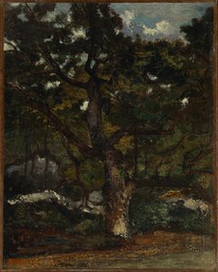 Partie im Wald von Fontainebleau