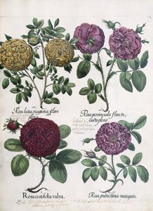 Vier Rosensorten von Antoine Pesne