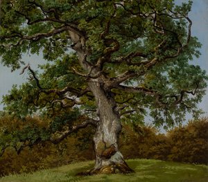 Studie eines uralten Eichbaumes