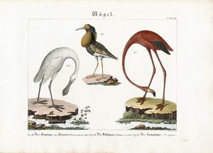 Flamingo, Löffler und Kampfläufer von Anton Wachsmann