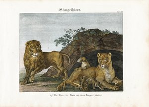 Löwenfamilie in ihrem natürlichen Lebensraum von Anton Wachsmann