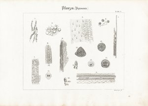 Pflanzenanatomie (Phytotomie)