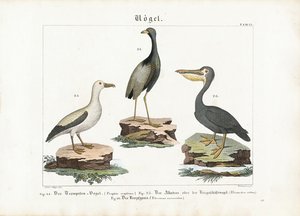 Trompeter, Albatros und Pelikan