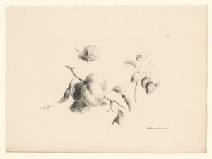 Aprikosen und Erdbeeren