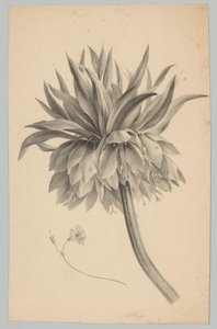 Blume auf Stiel (Blumen- und Fruchtstudien, 3. Folge) von Anton Weiss