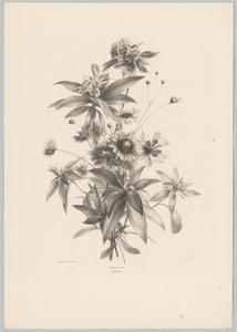Diverse Blumen von Anton Weiss