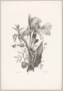 Diverse Blumen von Anton Weiss