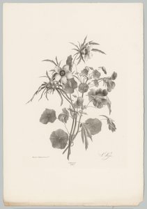 Diverse Blumen von Anton Weiss