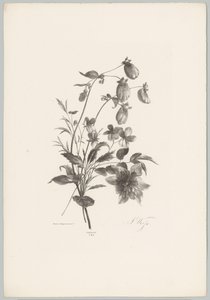 Verschiedene Blumen von Anton Weiss