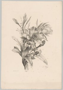 Verschiedene Blumen von Anton Weiss