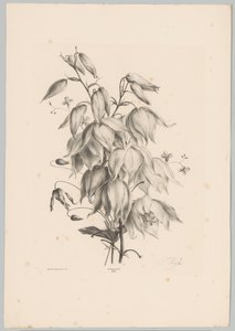 Hängende Blumen von Anton Weiss