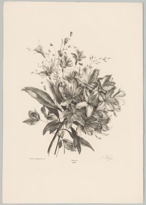 Lilien