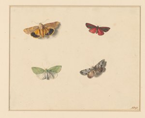 Vier Schmetterlinge