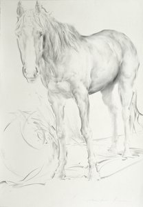 Pferd bei Coolmore, 1990 von Antonio Ciccone