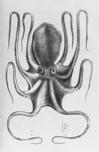 Illustration aus "Aquatilium animalium historiae, liber primus" von Ippolito Salviani, 1554 von Antonio Lafreri