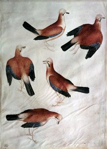 Fünf Eichelhäher, aus dem Vallardi-Album von Antonio Pisanello