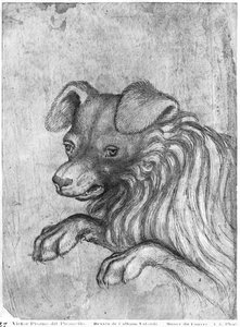 Kopf eines Hundes, aus dem Vallardi-Album von Antonio Pisanello