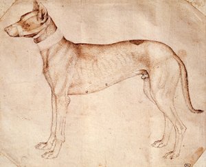 Studie eines Jagdhundes