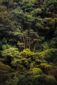 Regenwald IX, 2018 von Antonio Schubert