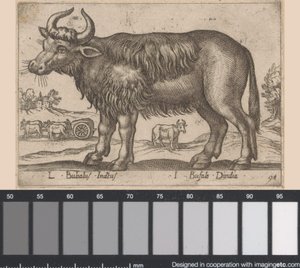 Büffel (L Bubalus Indicus, I Bufola Dindia, Tiere und Fabelwesen, Nova raccolta de li animali piu curiosi del mondo) von Antonio Tempesta