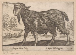 Geit mit einem Horn (Dieren en fabelwezens, Nova raccolta de li animali piu curiosi del mondo) von Antonio Tempesta