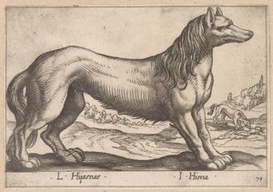 Hyäne von Antonio Tempesta