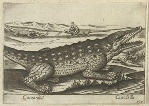 Krokodil (Tiere und Fabelwesen) von Antonio Tempesta