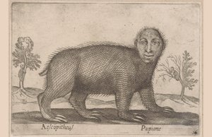 Faultier (Tiere und Fabelwesen) von Antonio Tempesta