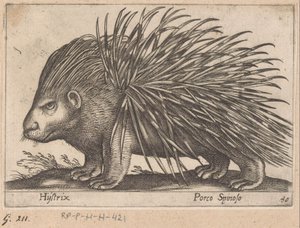 Stachelschwein Hijstrix/ Porco Spinoso Tiere und Fabelwesen (Serientitel) Nova raccolta de li animali piu curiosi del mondo (Serientitel) von Antonio Tempesta