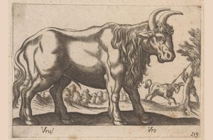 Stier
Tiere und Fabelwesen
Nova raccolta de li animali piu curiosi del mondo von Antonio Tempesta