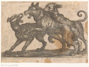 Zwei Hunde im Kampf mit einem Wolf