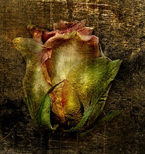 Artfloral -55 von Antonius Antonius