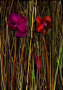 Blüten Nr. 2, 2014 von Antonius Antonius