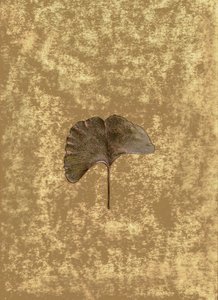 Ginkgo 3 von Antonius Antonius